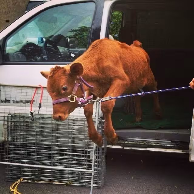 Cow protection - Simple living