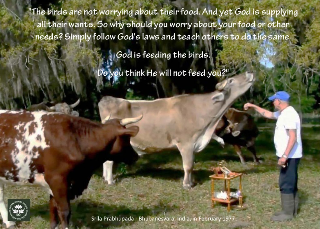 Srila Prabhupada with cows — Bhubanesvara, India, February 1977